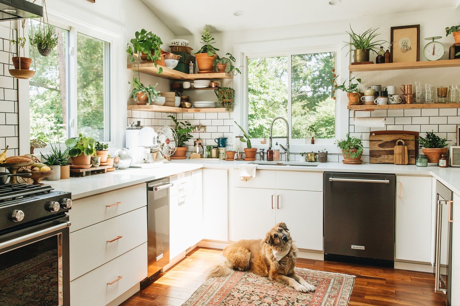 indoor plants and greenery